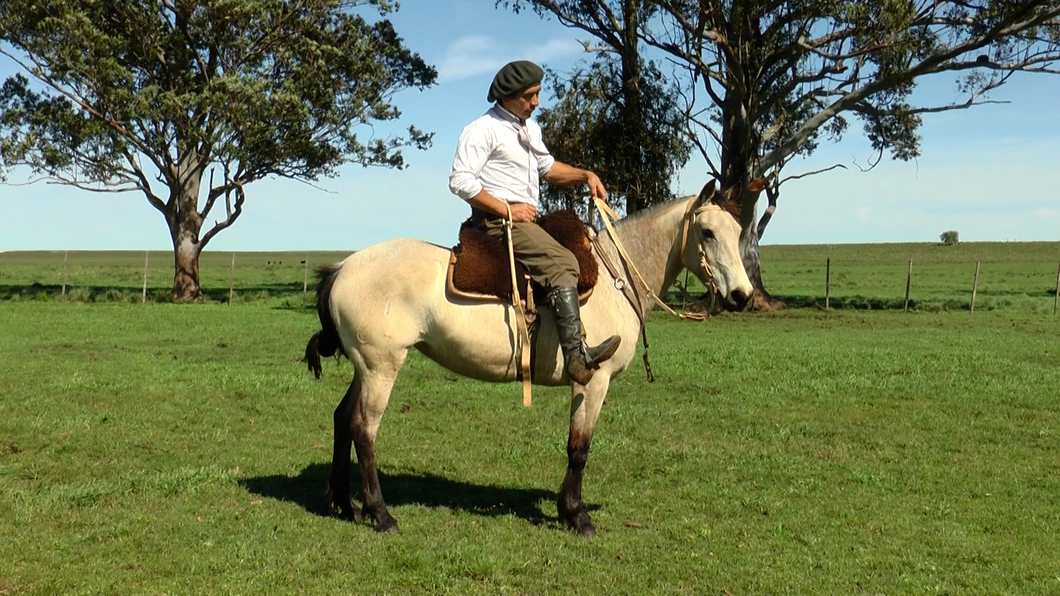 Lote MIMOSA LA CARRETA