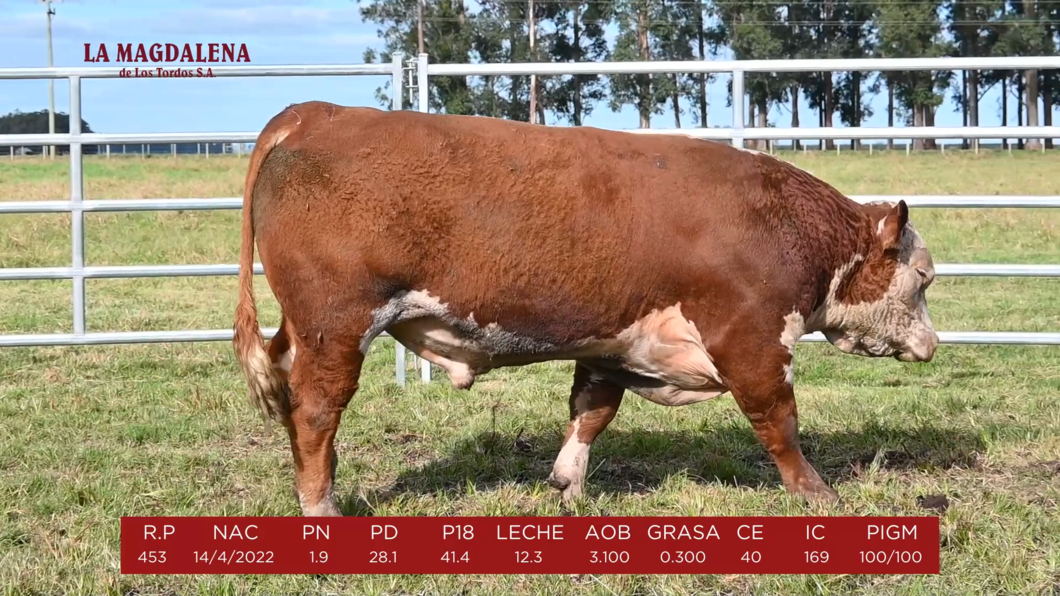 Lote 14 - POLLED HEREFORD PI