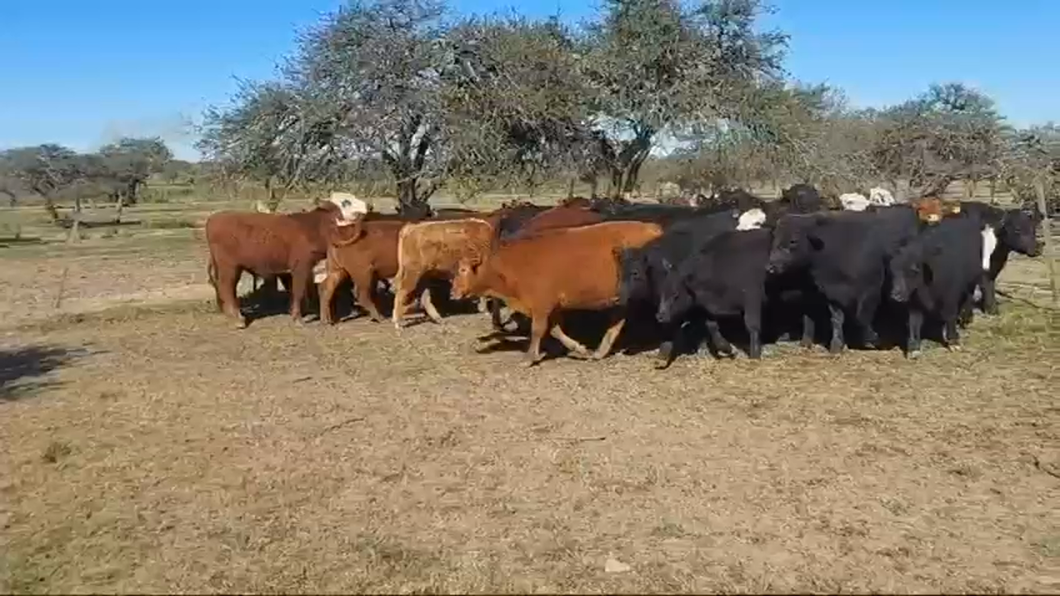 Lote 100 Terneras en Curuzú-Cuatiá, Corrientes