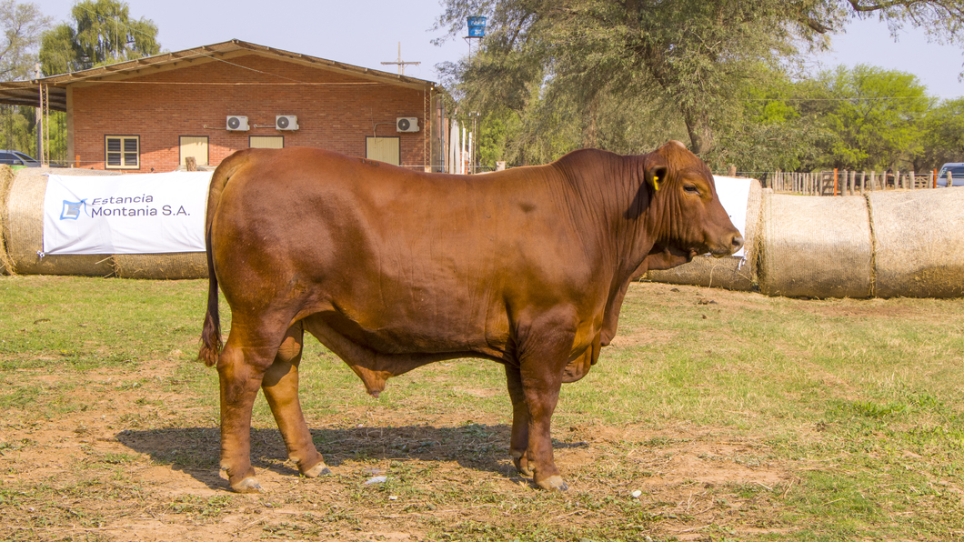 Lote Toros