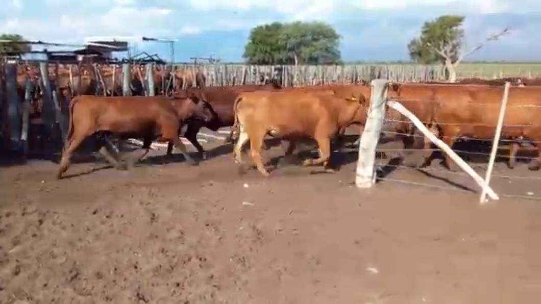 Lote 221 Vacas medio uso C/ gtia de preñez en Villa Dolores, Córdoba