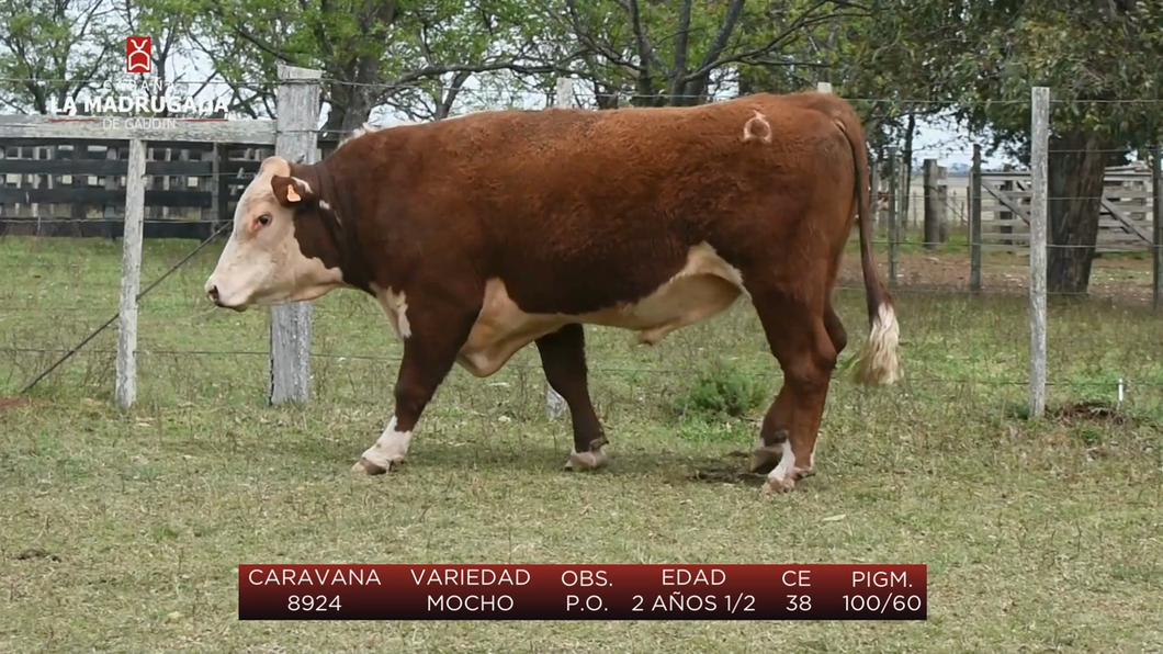 Lote (Vendido)Toros a remate en Cabaña La Madrugada - RVN, Salto