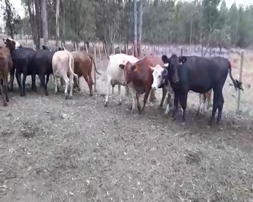 Lote 24 Vaquillonas Vacas Preñadas ANGUS Y HEREFORD a remate en Pantalla Camy 360kg - , San José