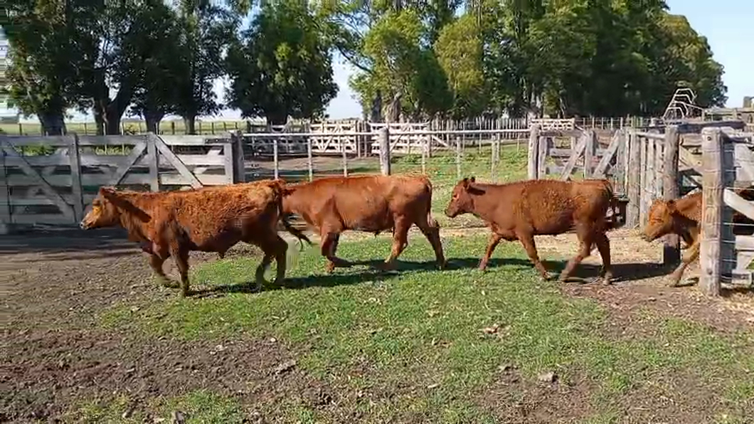 Lote 32 Terneros
