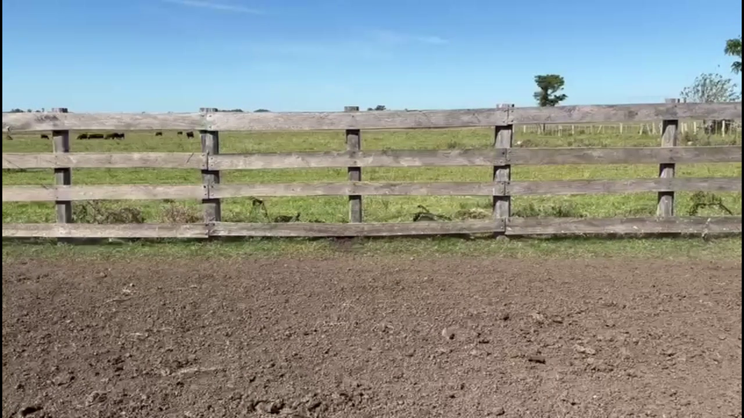 Lote TERNERAS
