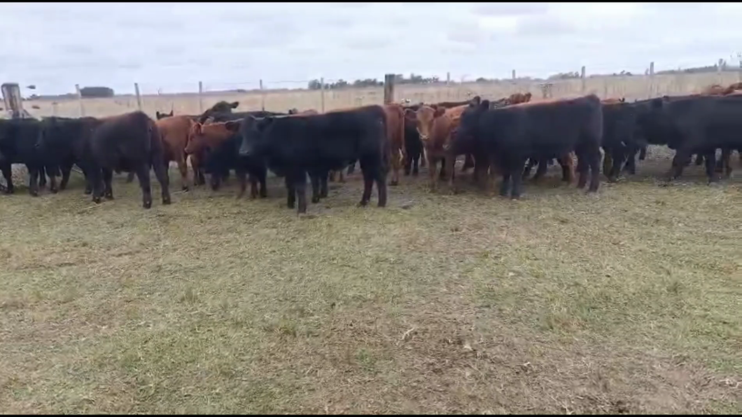 Lote 33 Terneras