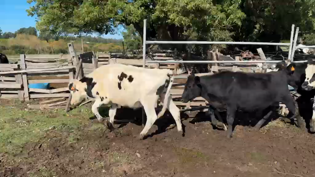 Lote NOVILLOS 1 a 2 AÑOS