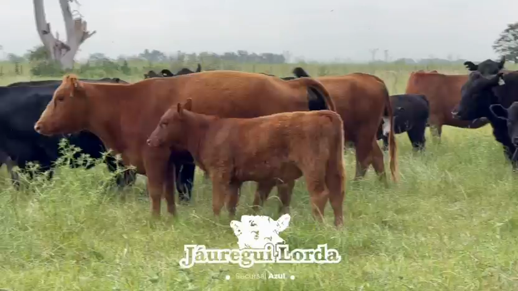 Lote 98 AL CTE NUEVAS Y CON SERVICIO