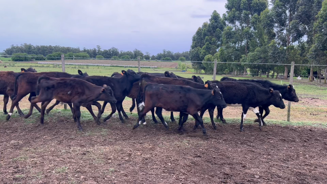 Lote TERNEROS Y TERNERAS