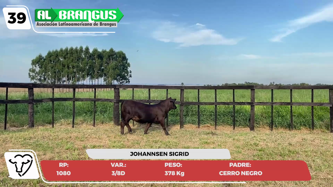 Lote LOTE 39- JUNIOR