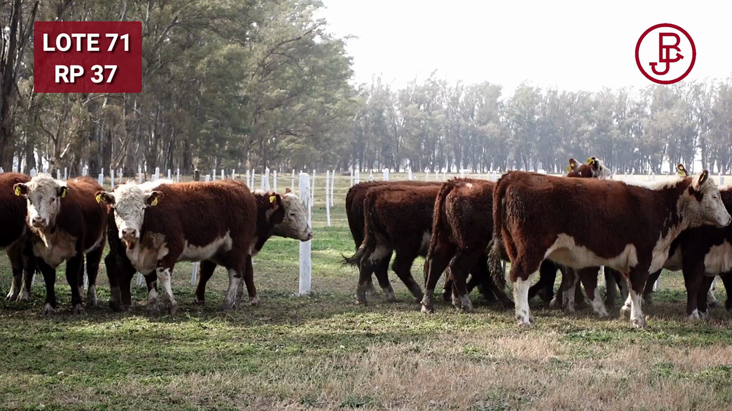 Lote Vaquillonas PR Polled Hereford Preñadas Parición Otoño