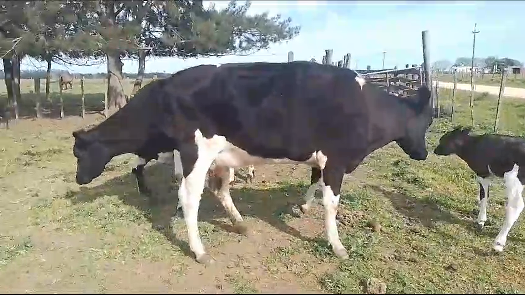 Lote (Vendido)6 Vaquillonas  Ho Cr a remate en Remate por pantalla de la Exposición de San José 380kg -  en Castas de Mauricio