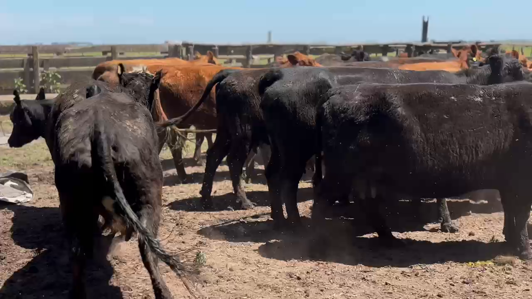 Lote 35 Vacas nuevas Preñadas