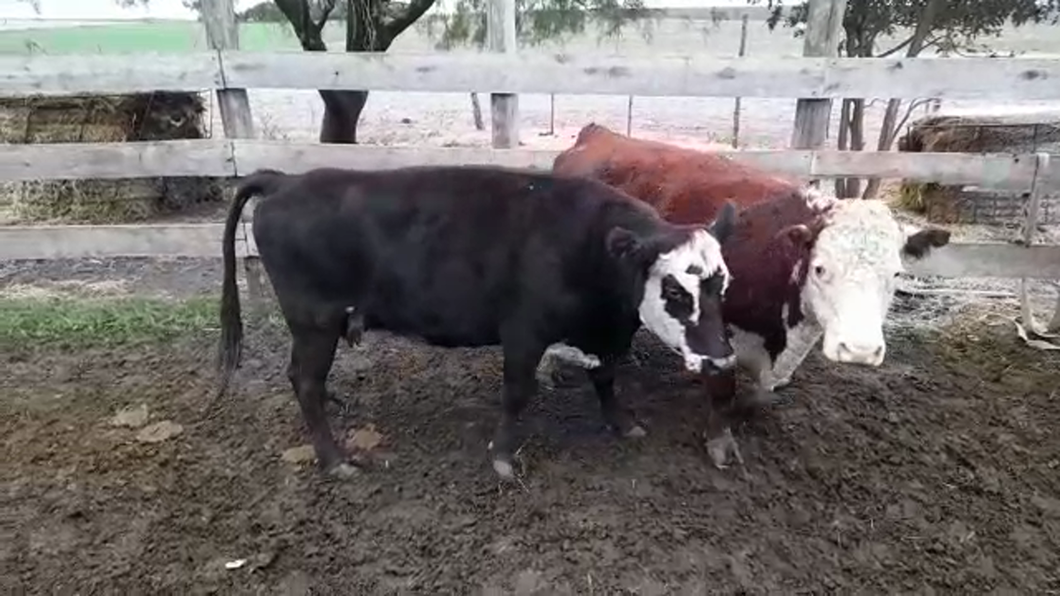 Lote (Vendido)2 Vaquillonas/Vacas Gordas a remate en PANTALLA GARLAND 550kg -  en AGRACIADA