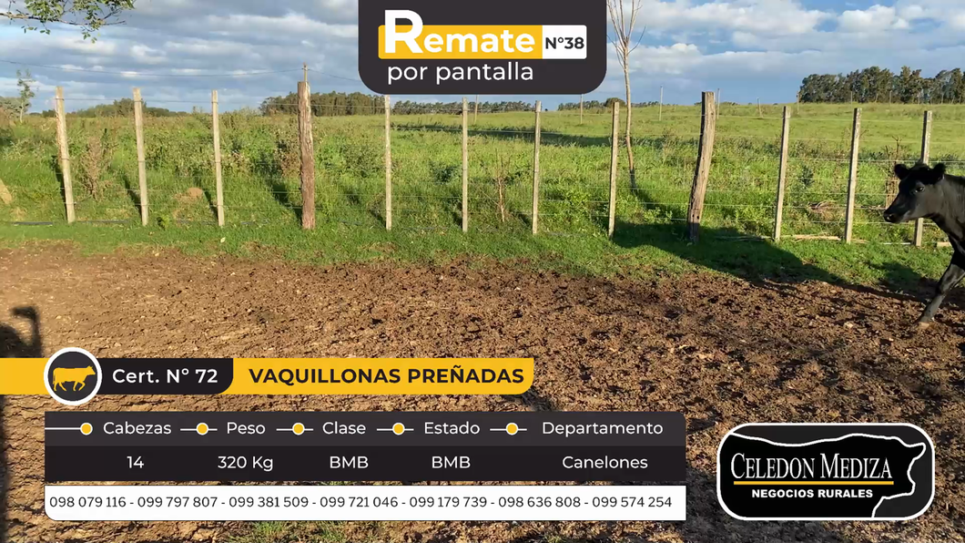 Lote 14 Vaquillonas preñadas en Canelones