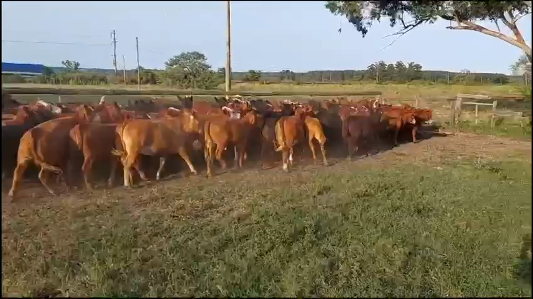 Lote 90 Vaquillonas en Concordia, Entre Ríos