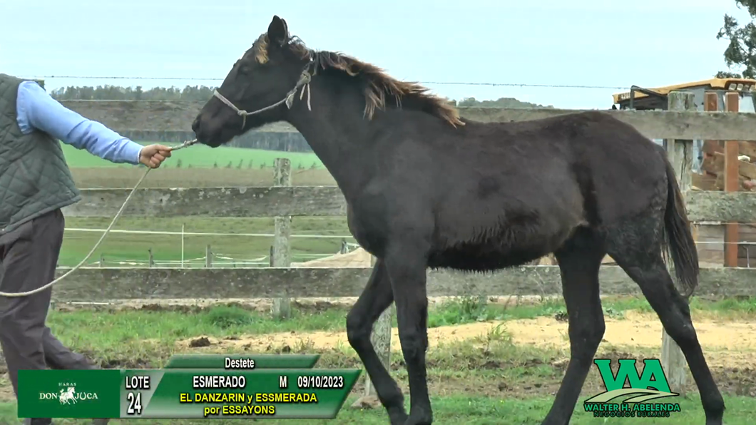 Lote ESMERADO