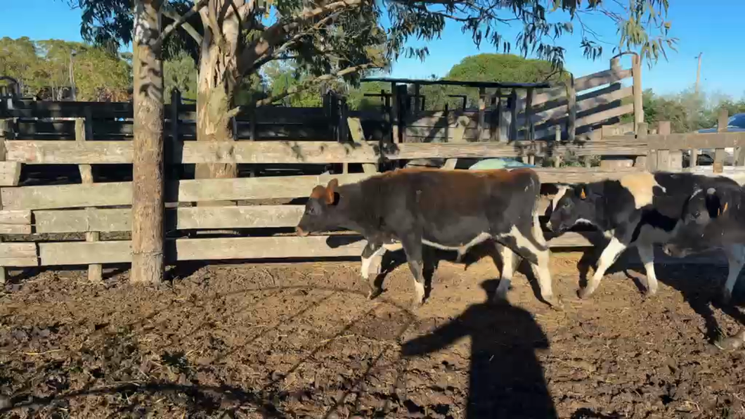 Lote TERNEROS