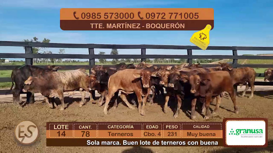 Lote (Vendido)78 Terneros Cbo 4 a remate en Feria Elite de Terneros Cbo 4 - DEL DUERO SA 231kg - , Boquerón