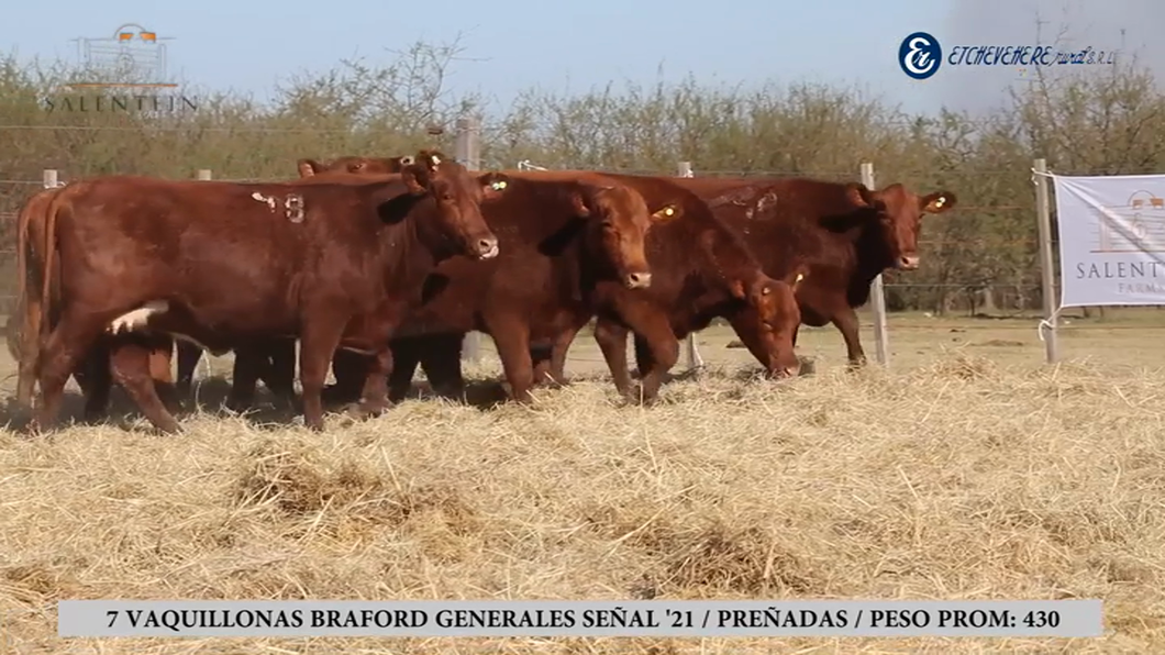 Lote Vaquillas Braford Generales Señal ´21-Preñadas IATF (28-12-2023) y Servicio Colectivo (03/01/24 al 05/02/24)