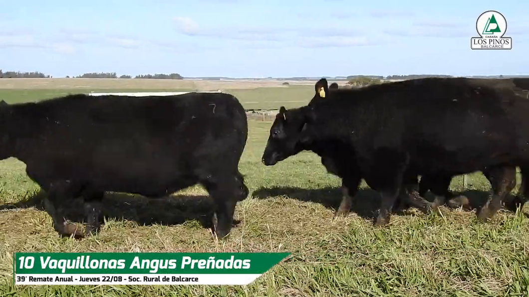 Lote VQ ANGUS