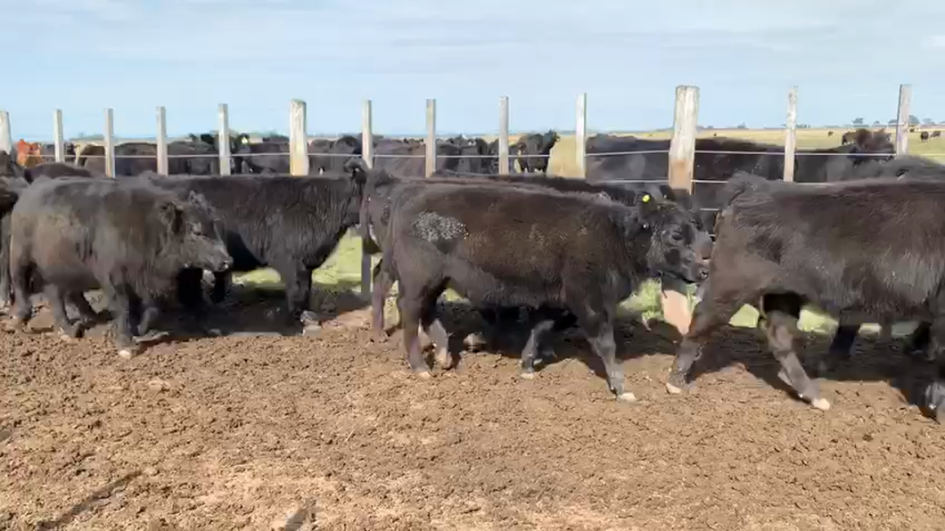 Lote 65 Terneras en Lezama, Buenos Aires