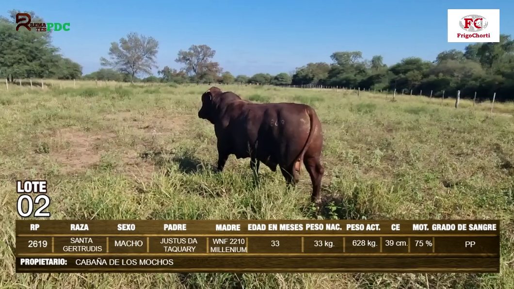 Lote Machos SANTA GERTRUDIS a remate en Expo Pioneros 24 de Mayo 2024 en Pioneros del Chaco S.A.