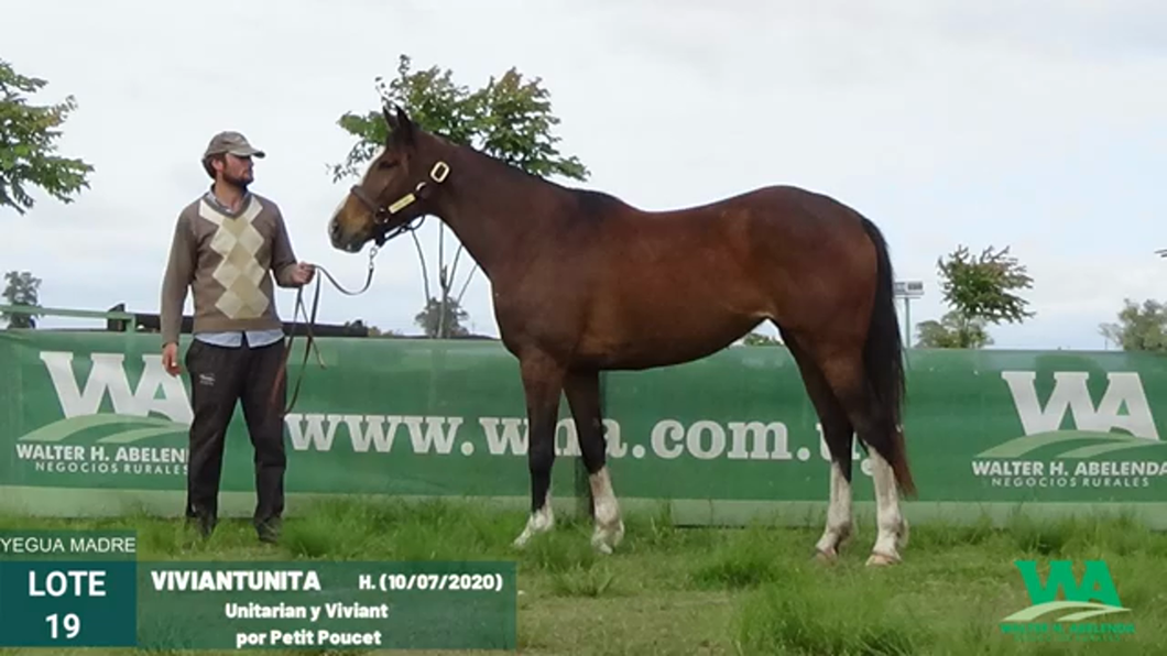 Lote VIVIANTUNITA