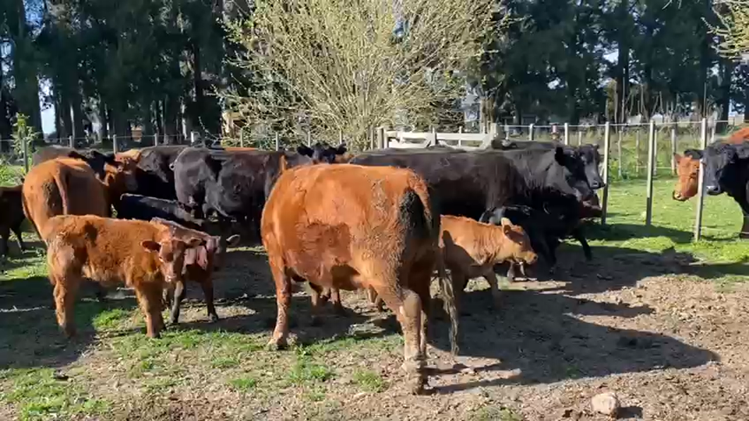 Lote 40 AL CORTE.  medio uso en Brandsen, Buenos Aires