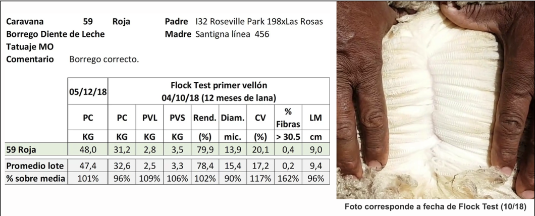 Lote Caravana 59