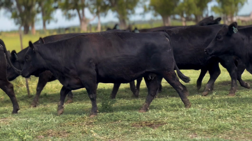 Lote 10 Vacas nuevas Preñadas