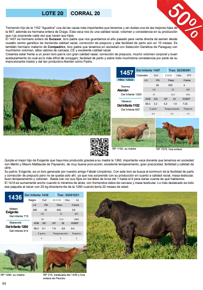 Lote Corral 20