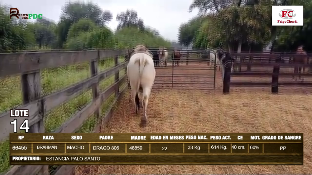 Lote Machos BRAHMAN a remate en Expo Pioneros 24 de Mayo 2024 en Pioneros del Chaco S.A.