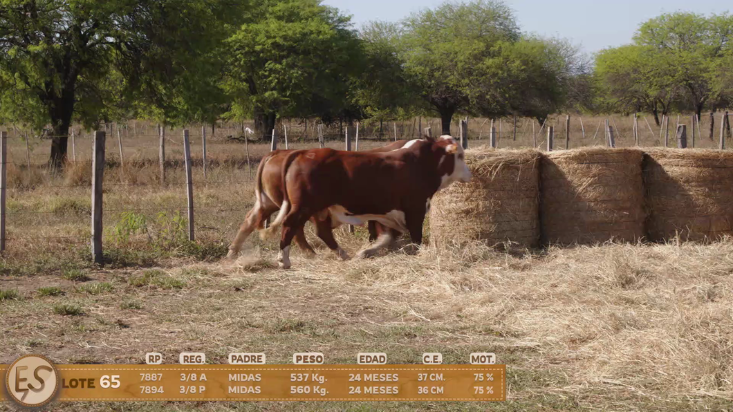 Lote Toro
