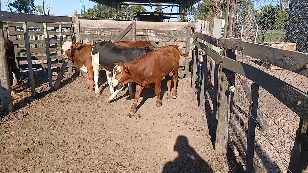 Lote 4 Terneros