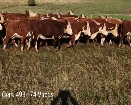 Lote (Vendido)74 Vacas de Invernada a remate en Remate virtual de Coco Morales & Asoc. 438kg -  en A 3KM DE CARDONA