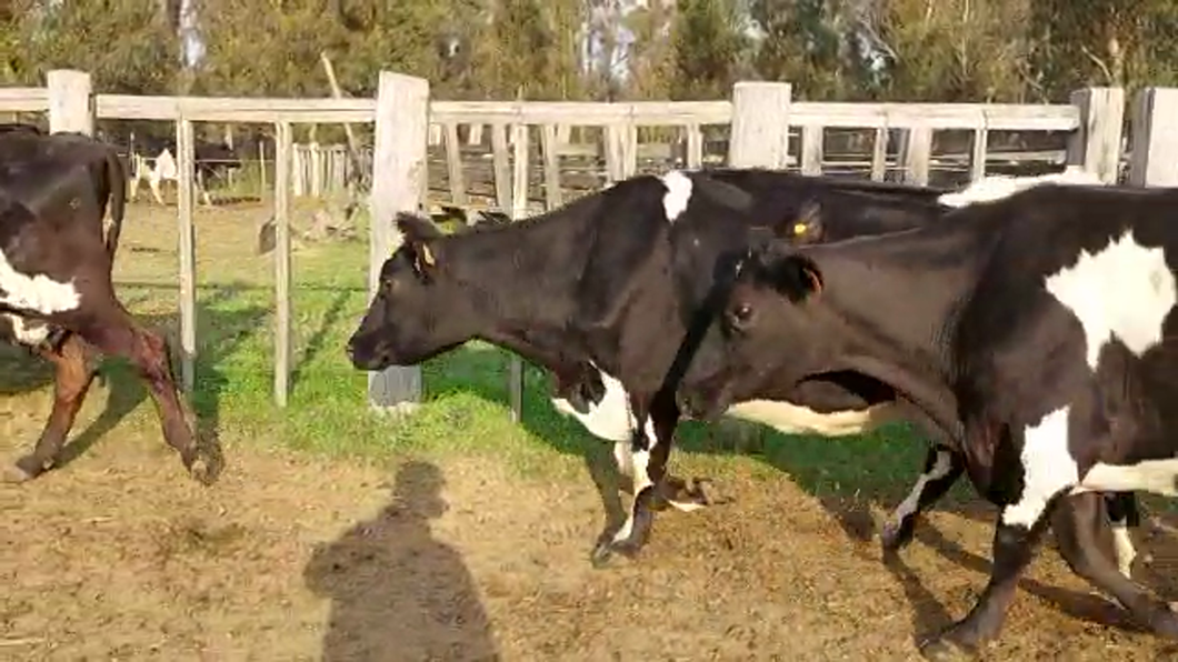 Lote (Vendido)3 Vacas de Invernada KIWI a remate en PANTALLA CAMY - SAN JOSE  1500 VACUNOS 450kg - , San José