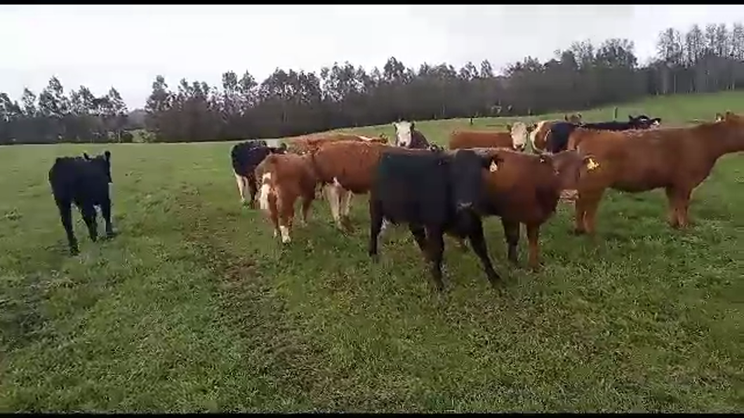 Lote 27 Ternera en Mariquina, XIV Región Los Ríos
