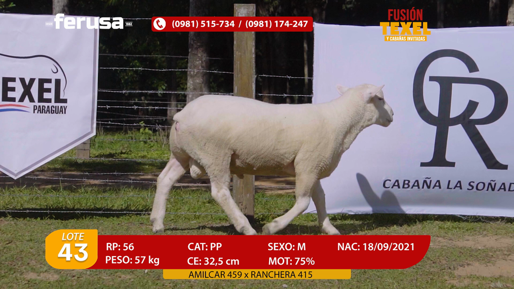 Lote Lote 43