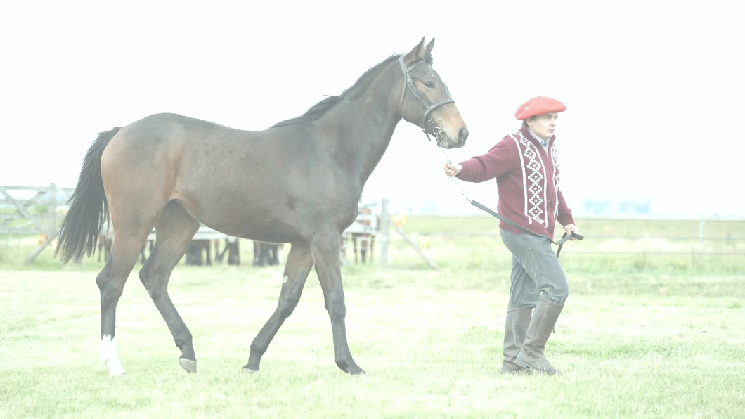 Lote MENGUANTE CHUCK (CHUCK BERRY -  MAYLA INC por INCLUDE)