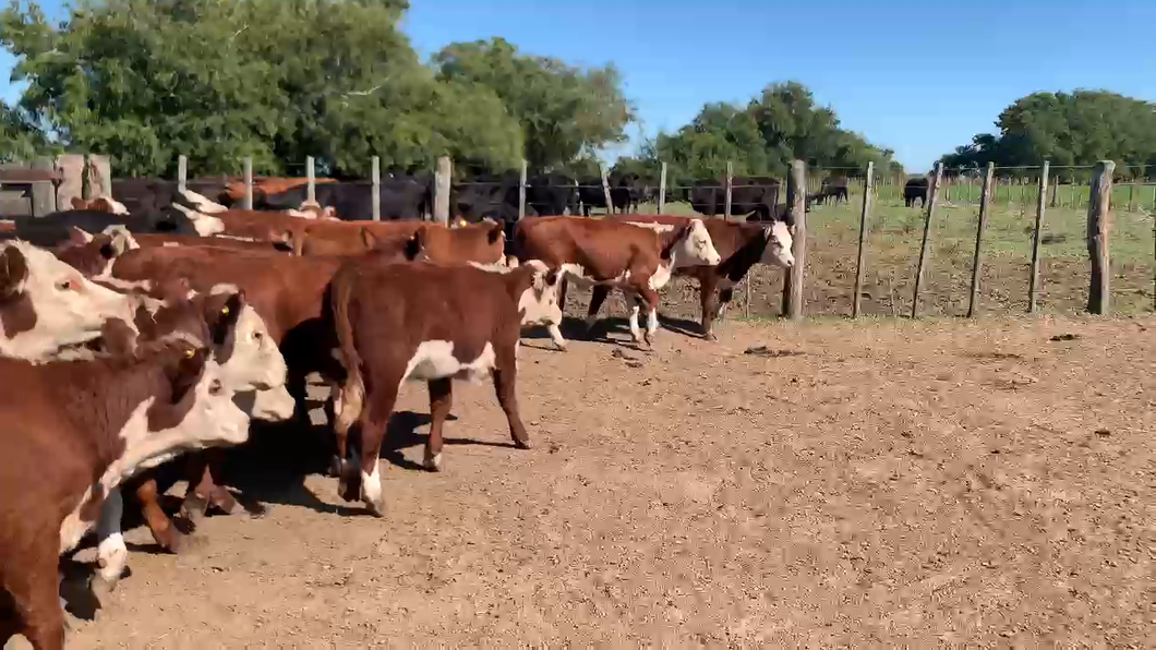 Lote 120 Terneras en Chascomús, Buenos Aires