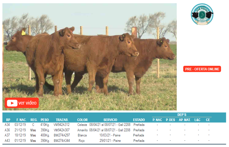 Lote Corral 7-4 hembras angus don pedro