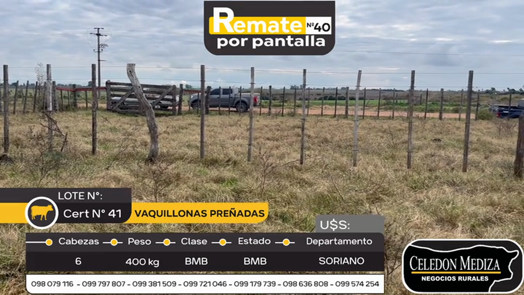 Lote 6 Vaquillonas  en Agraciada, Soriano