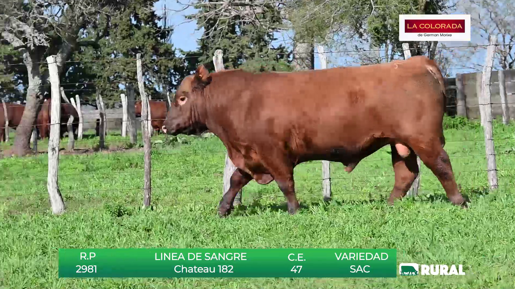 Lote TOROS RED ANGUS