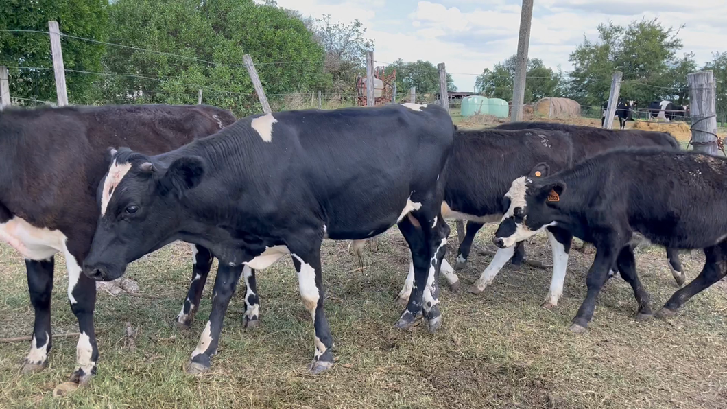 Lote TERNEROS Y TERNERAS