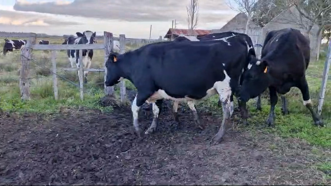 Lote 5 Vacas y vaquillonas Holando Proximas a remate en Pantalla Aniversario - Escritorio Camy 550kg -  en Rodriguez