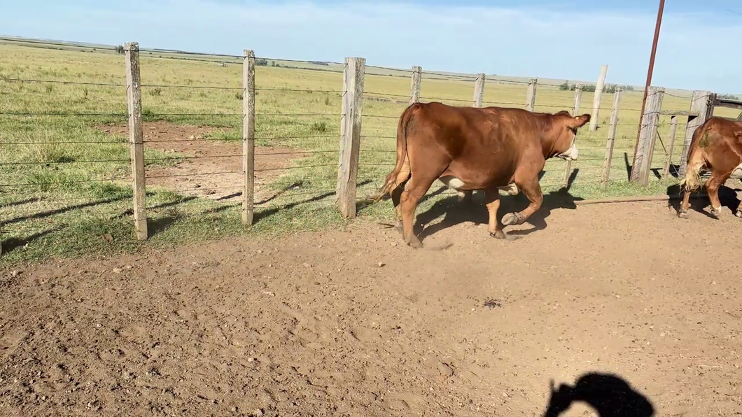 Lote NOVILLOS 2-3 AÑOS