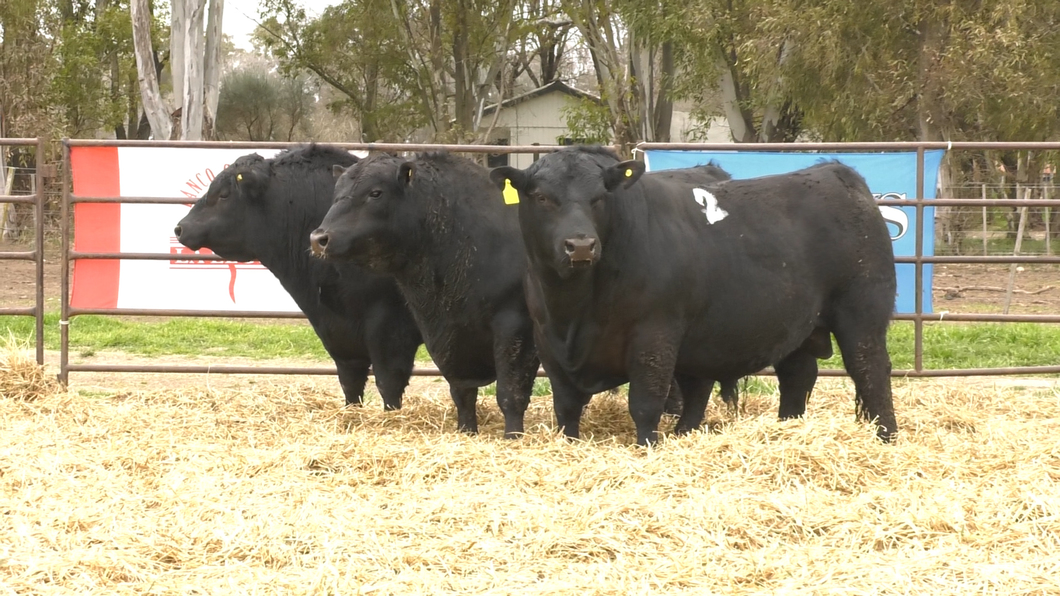 Lote TOROS ANGUS NEGROS PC