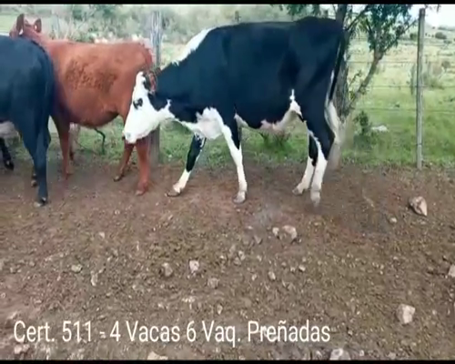 Lote (Vendido)10 Vaquillonas Vacas Preñadas 3 AA/ HE - 3HO - 2 RA - 1 HO/ JE - 1NO      a remate en Remate virtual de Coco Morales & Asoc. 370kg -  en RUTA 2 KM 148 A 3 KM POR CAMINO VECINAL