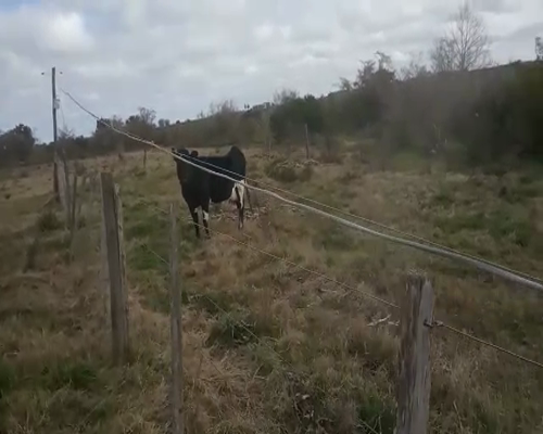 Lote (Vendido)2 Vacas de Invernada 660kg - , San José